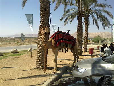 Camel Junction