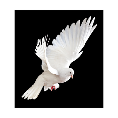 irochka-a-free-flying-white-dove-isolated-on-a-black-background.jpg